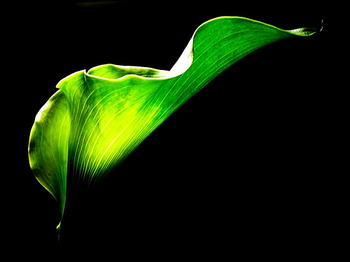 green calla lily