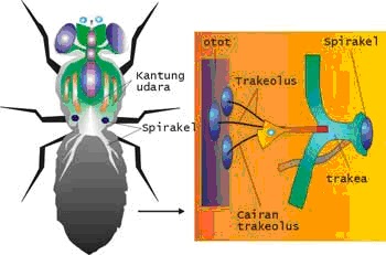 Alat Respirasi Pernafasan Pada Hewan