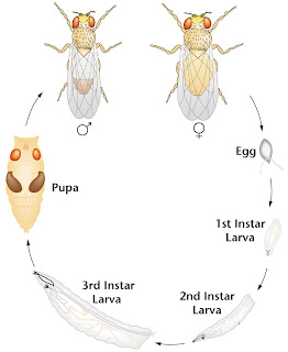 Drosophila Life Cycle