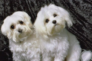 Lola and Lainie