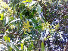 MANGO TREE FLOWERS