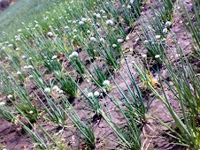 ONION FLOWERS...good picture