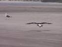 [gaivotas+praia.bmp]