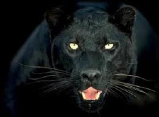 Resultado de imagen de fieras"