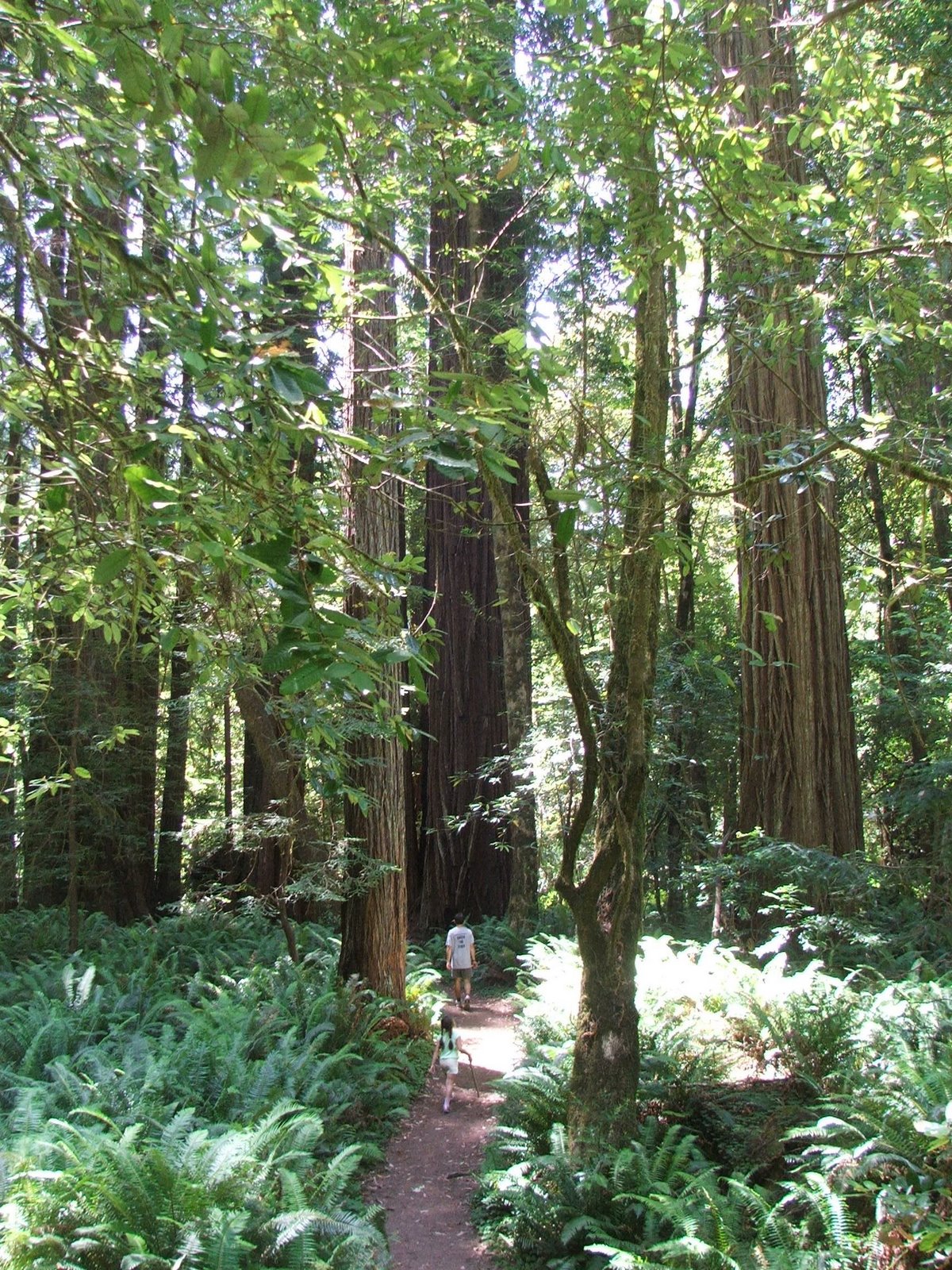 [tall+trees+grove+july2009.JPG]
