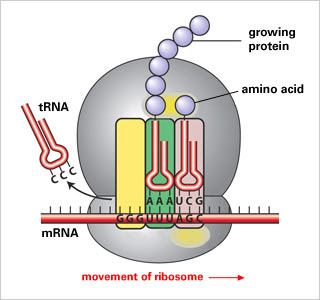 Trna Chart