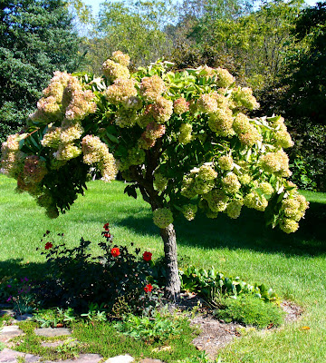 Pee Gee Hydrangea Tree On The Tree Guide At Arborday Org