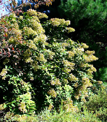 Hydrangea Hortensja Hydrangea Macrophylla Hortensja Ogrodowa