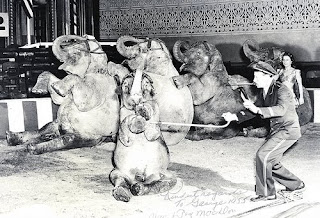 The Tom Packs Elephants circa 1951 with Mac MacDonald. 