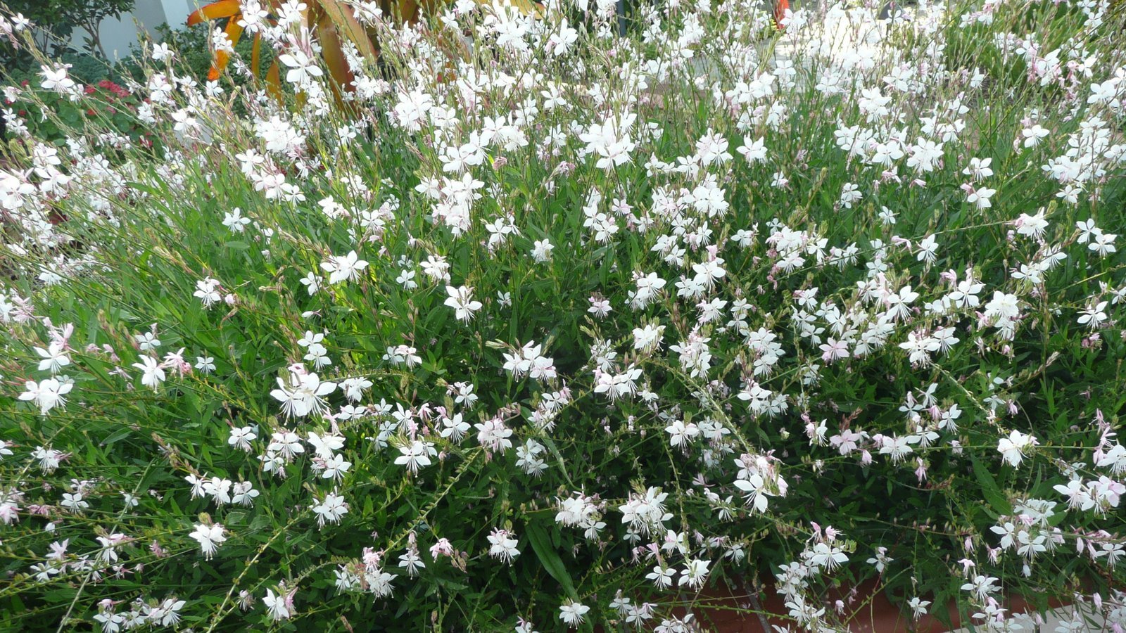 [090501+birthday+pics+020.JPG]