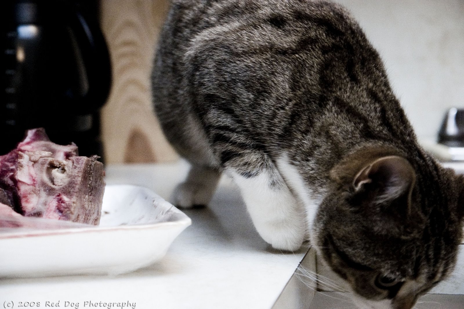 [meat+kitty+copy.jpg]