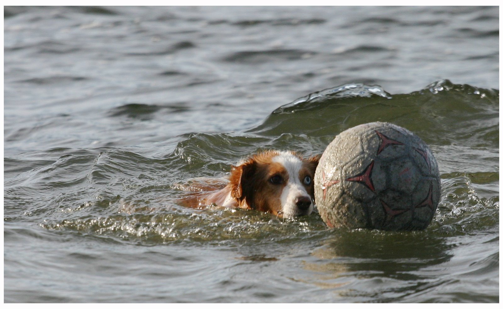 [swimball.jpg]
