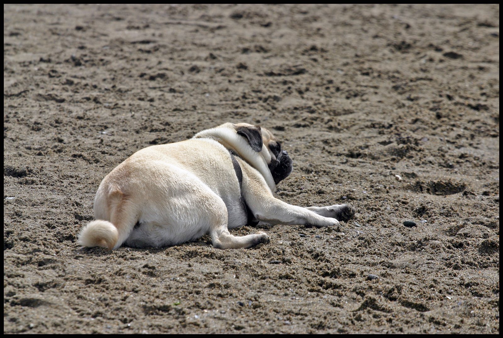 [pug2.jpg]