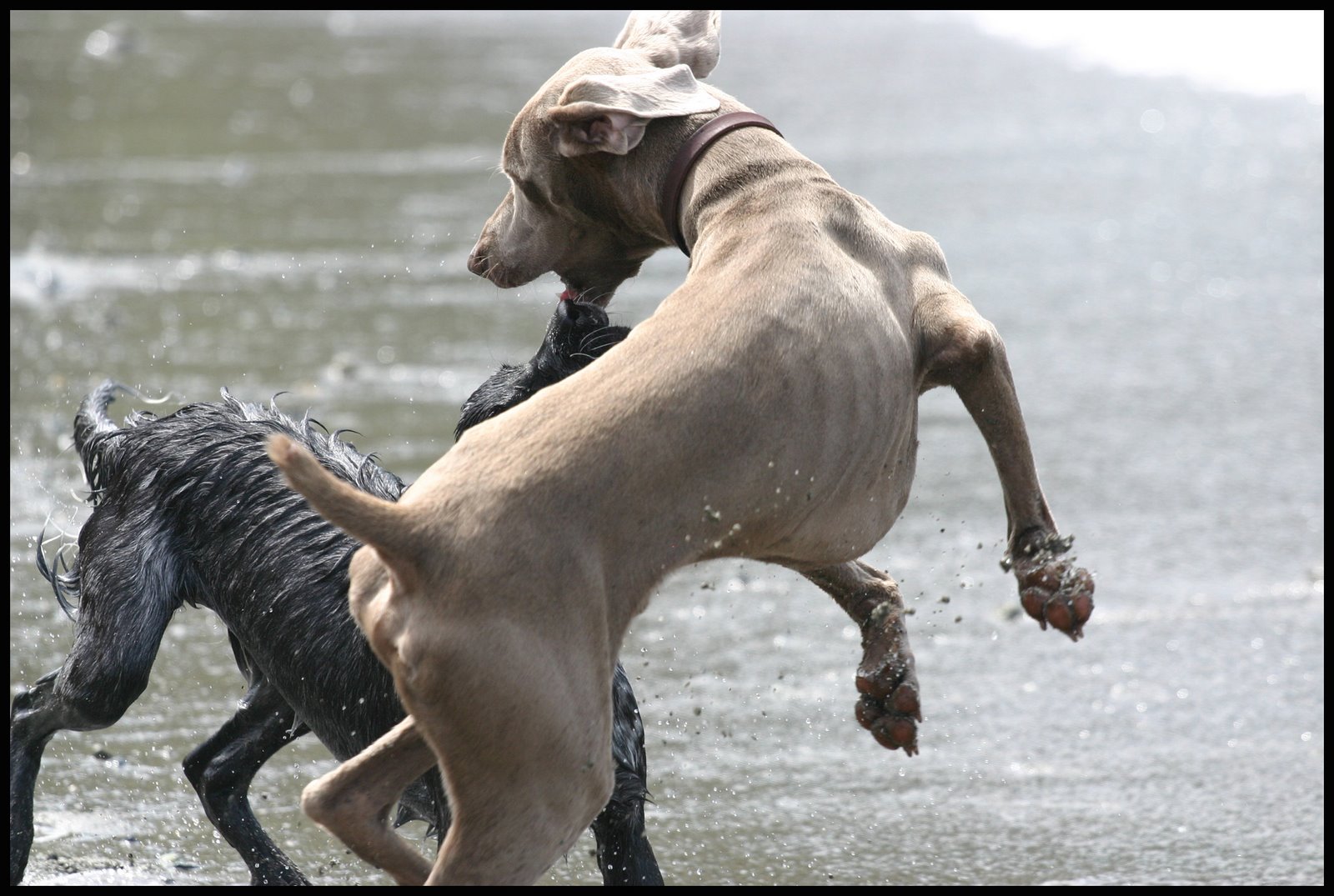 [weim1.jpg]