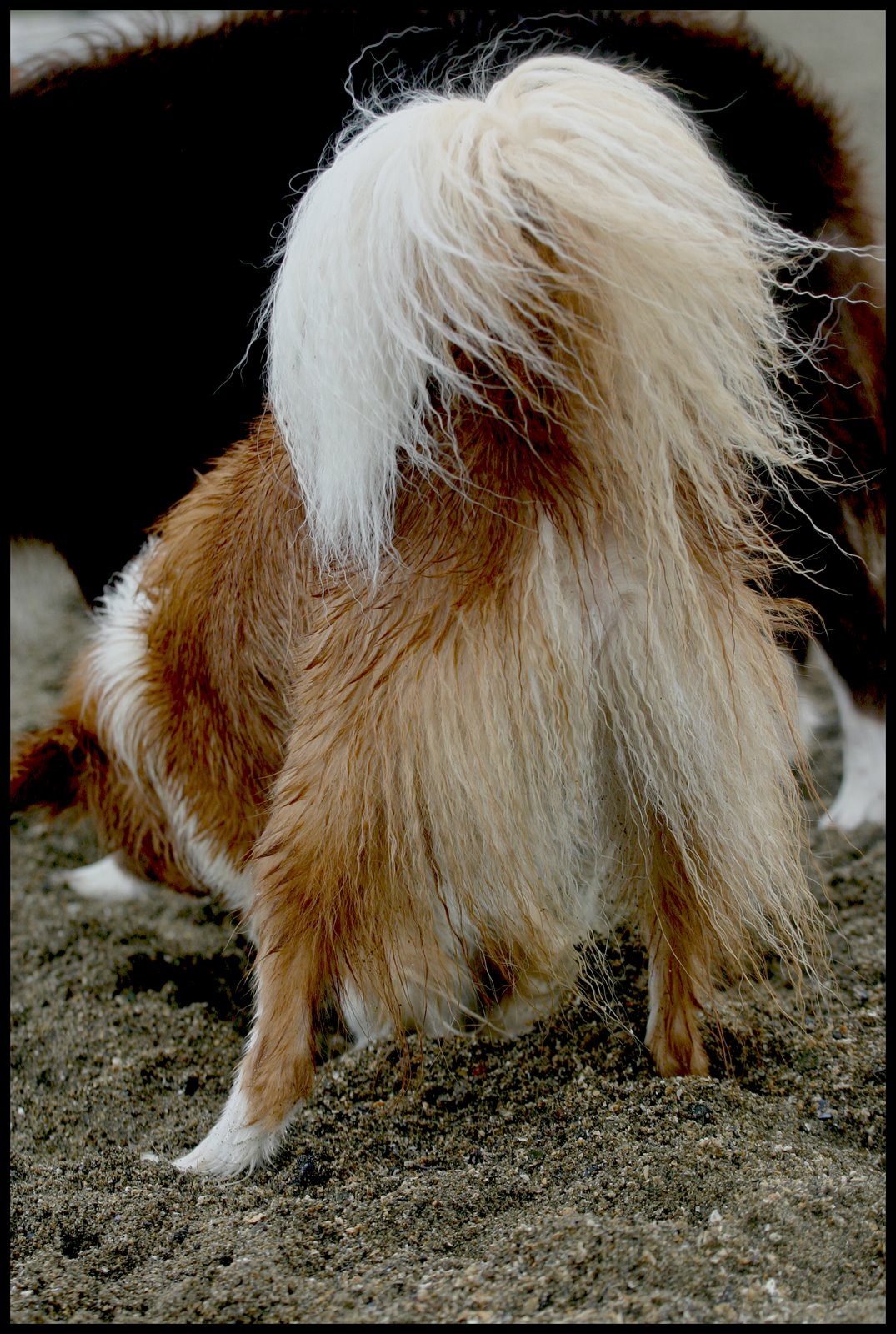 [tail3.jpg]
