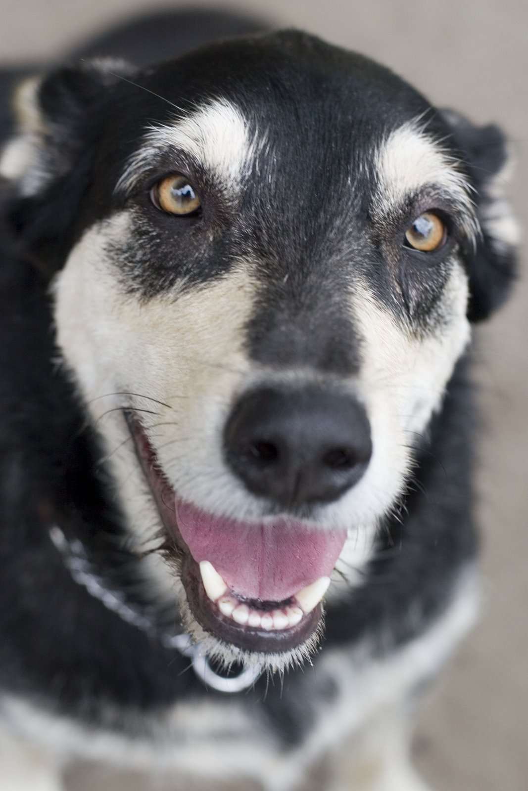 [dog2.JPG]
