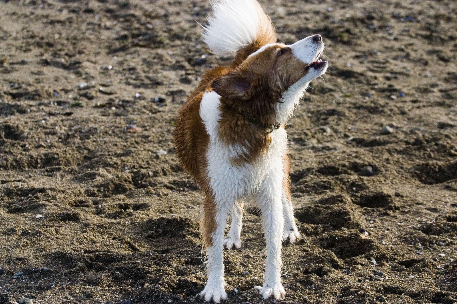 [barkscream+2.JPG]