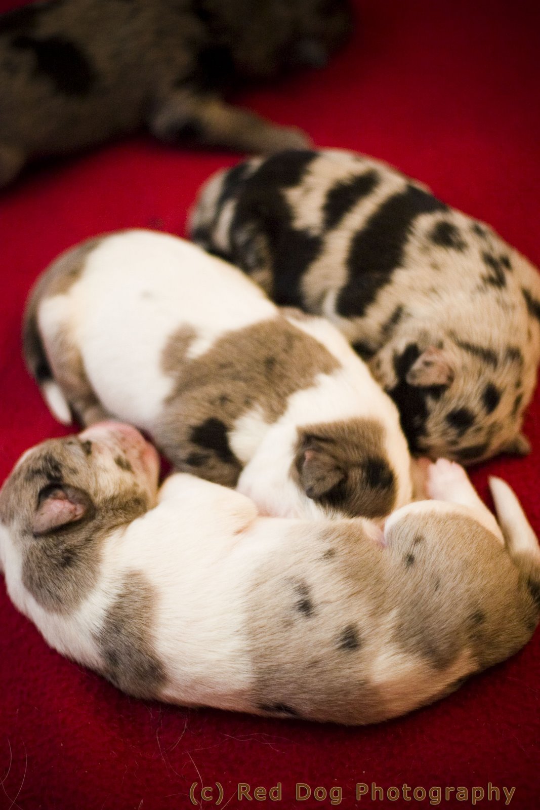 [Sleeping+4+copy.jpg]