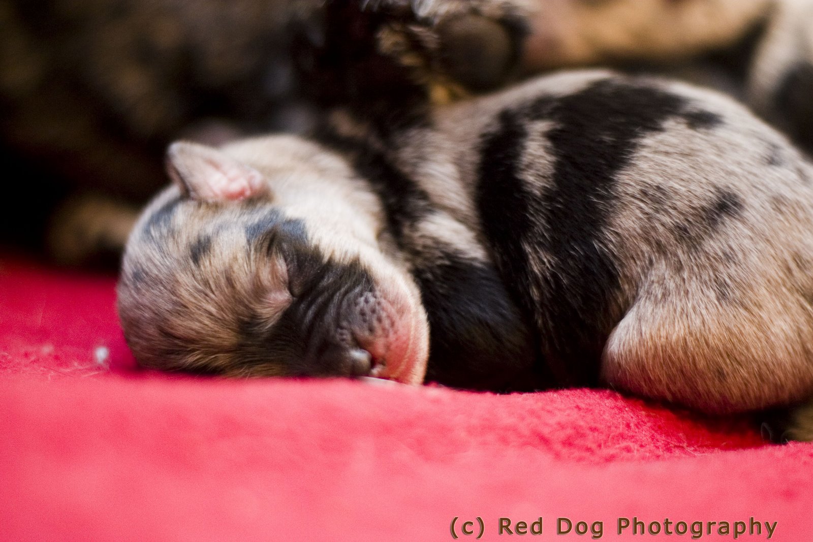 [Sleeping+2+copy.jpg]
