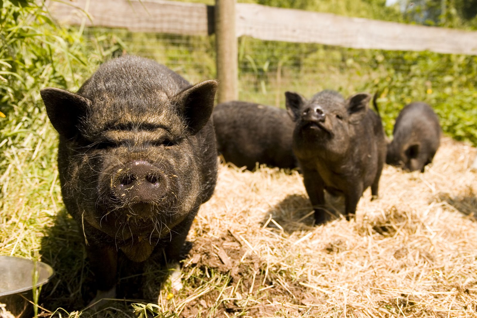 [pigs11.JPG]