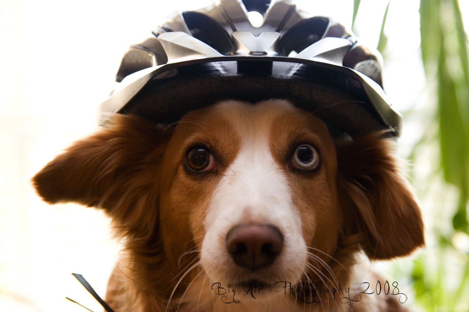 [woohelmet2.jpg]