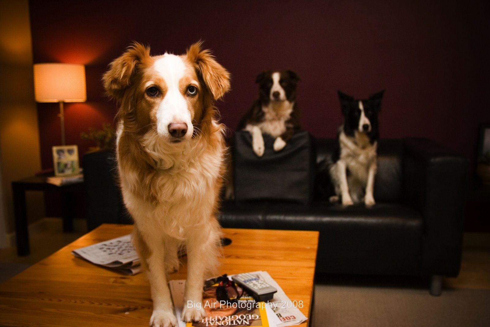 [3dogsd.jpg]
