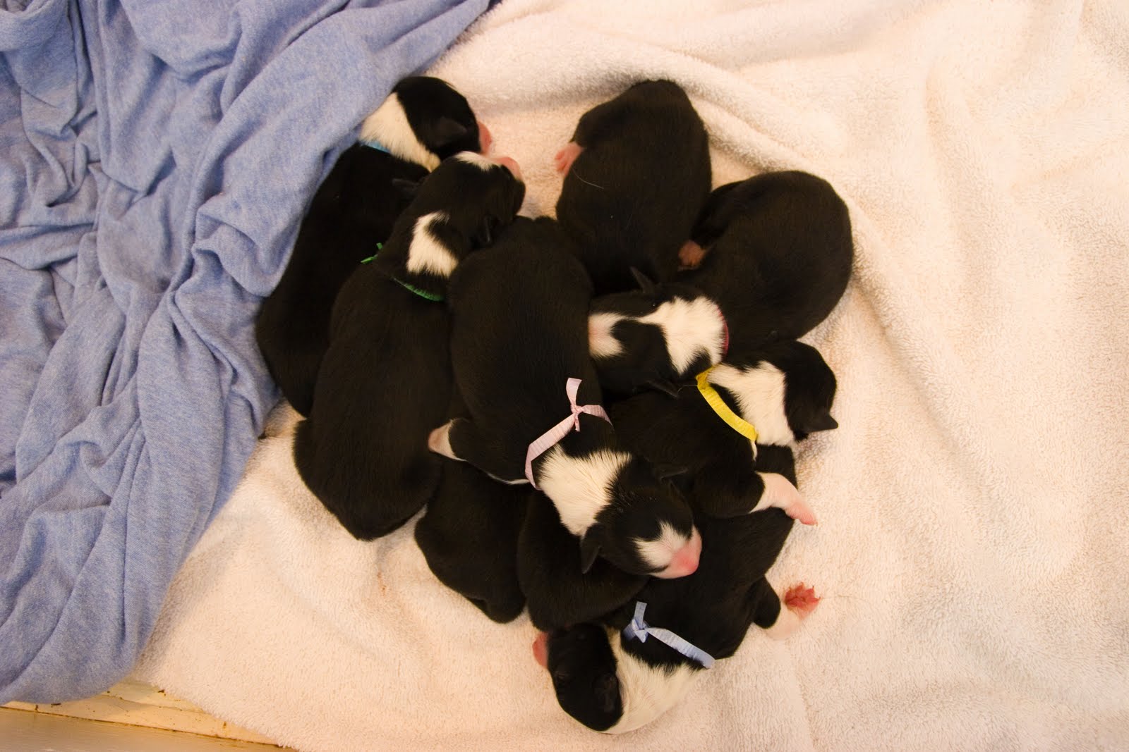 [puppies2.JPG]