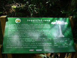 Jequitiba Rosa