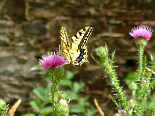 Slowly Walked Synonym