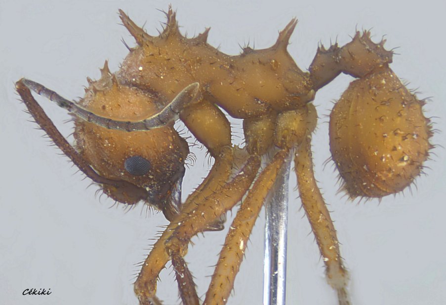 fourmis du Costa Rica Acromyrmex octospinosus