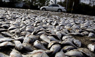Thousands of fish are revealed on the shoulder of a road as flood waters recede in Orange, Texas