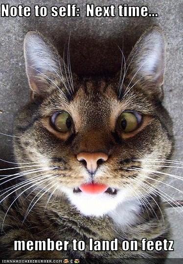 Meta Watershed: LOLCATS ROUND-UP THANKSGIVING 2009