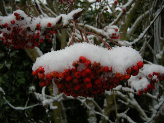 snow on sorbus berries