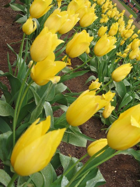 [tulips5.jpg]
