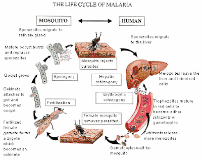 Malaria Life Cycle