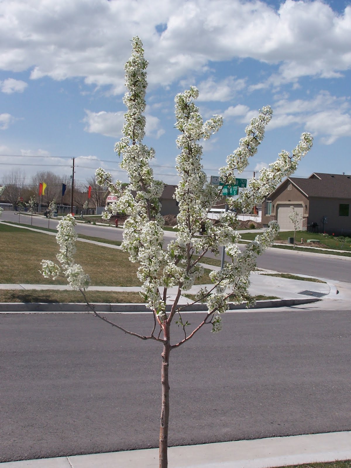 Popcorn Popping On Apricot Tree at Ashley Cross blog