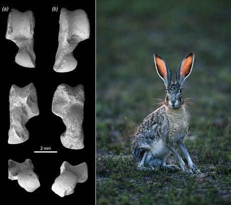 tavsan sevgisi dunyanin en yasli tavsani george