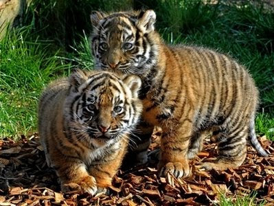 Sumatran+tiger+eating