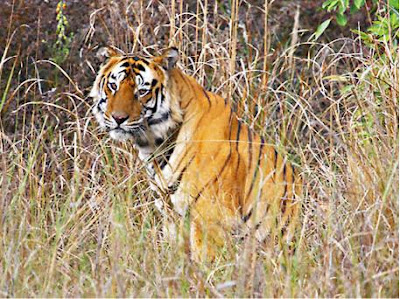 crisis+1 crisis+1 India faces worst tiger crises crisis 1