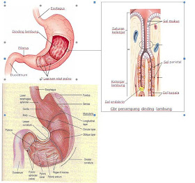 Our Biology Januari 2010