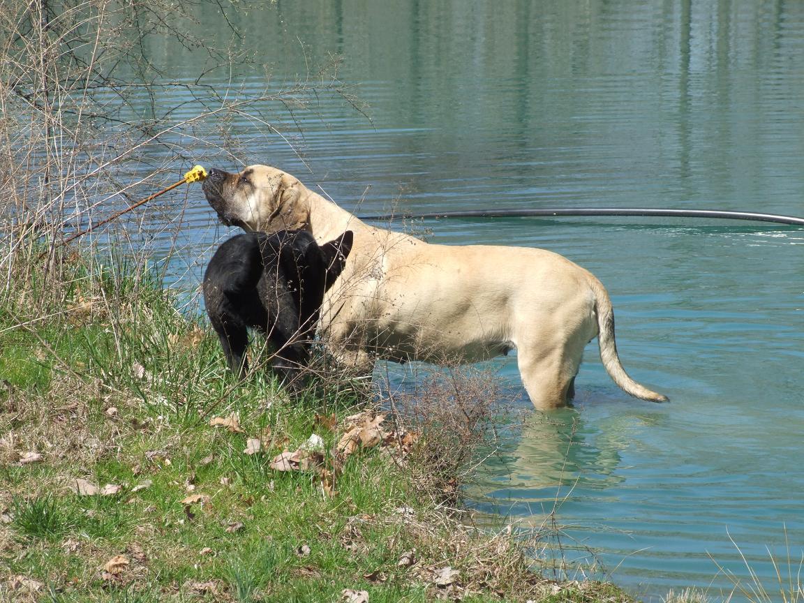 [Dogs.JPG]