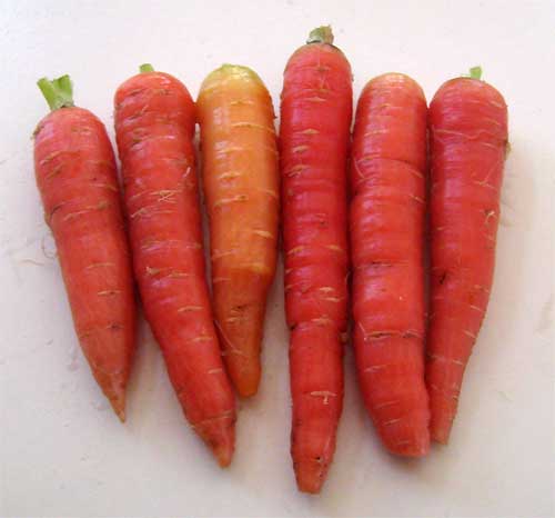 Atomic Red Carrots