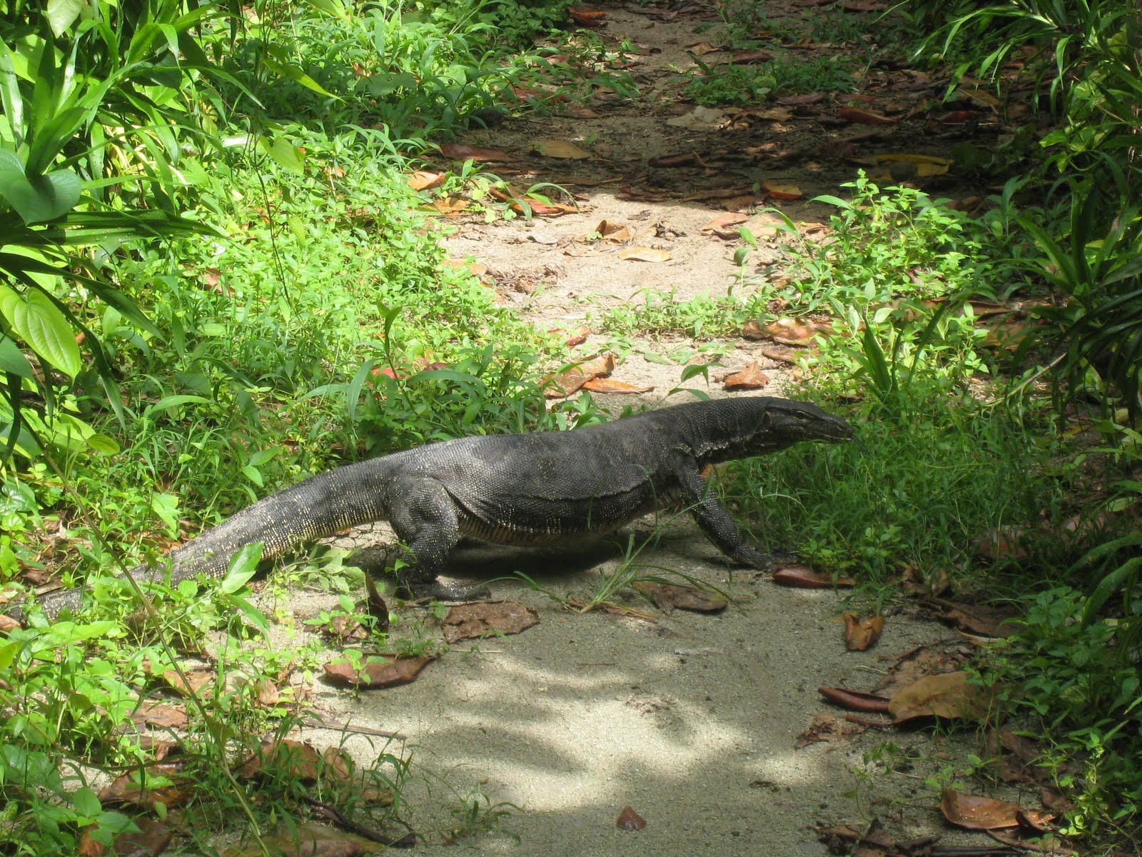 Really Big Lizards