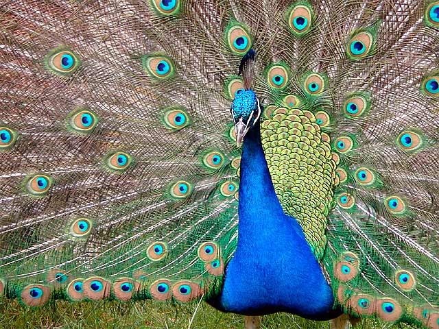 Compare Sexual Selection And Natural Selection Compare Sexual Selection And Natural Selection