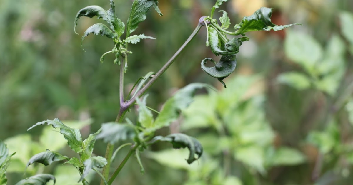 Crazy Bastard's Hot Peppers Deformed leaves on Bhut Jolokia