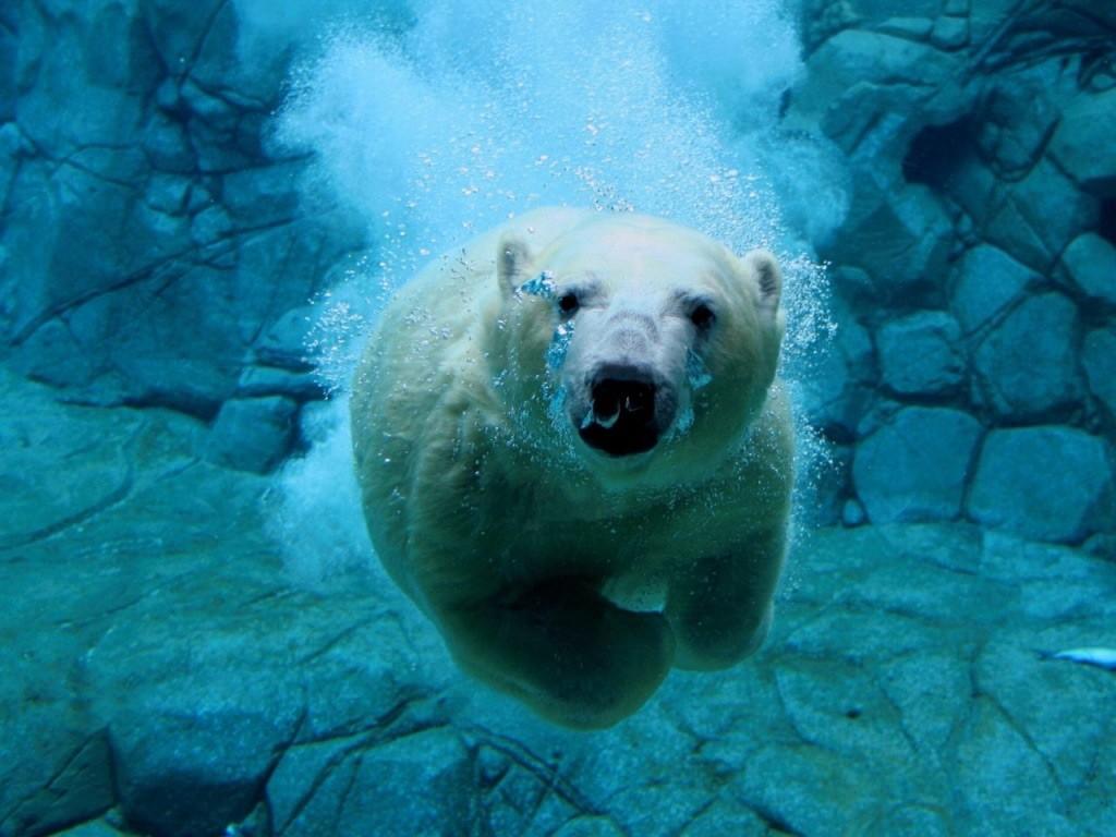 El Oso Polar