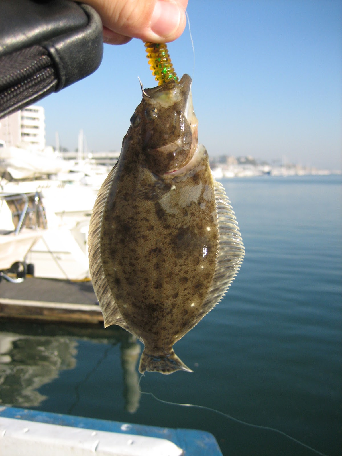 [tiny+halibut.jpg]