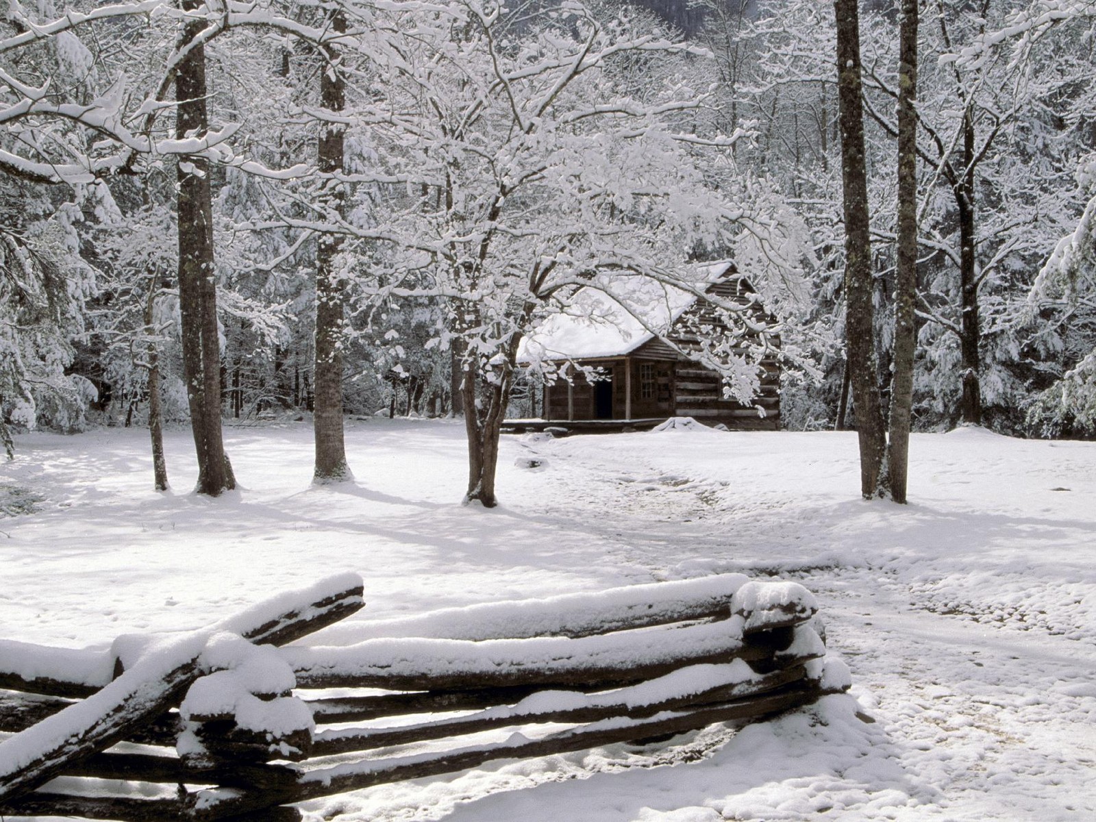 [cabin+4.jpg]