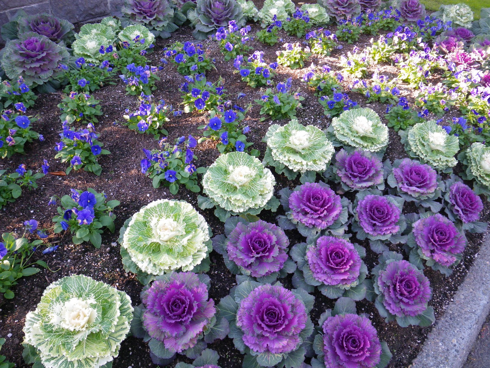 Image result for image kale and purple pansies Flowering kale, Garden, Winter garden