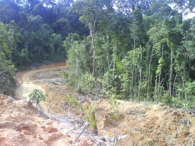 Gambar Pembalakan Haram